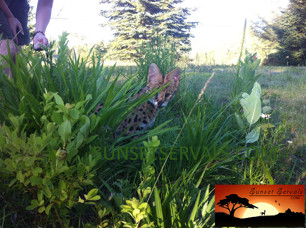 serval cat kitten available canada ontario united states worldwide savannah f1 f2 f3 f4 f5 f6 caracal